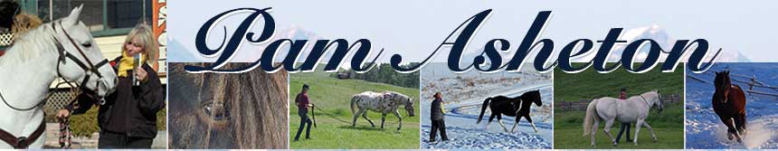 Pam Asheton - Alberta Back Country Equestrian Guide, Equine Workshop Clinician, Journalist / Writer, Photographer, Horse Wellness
